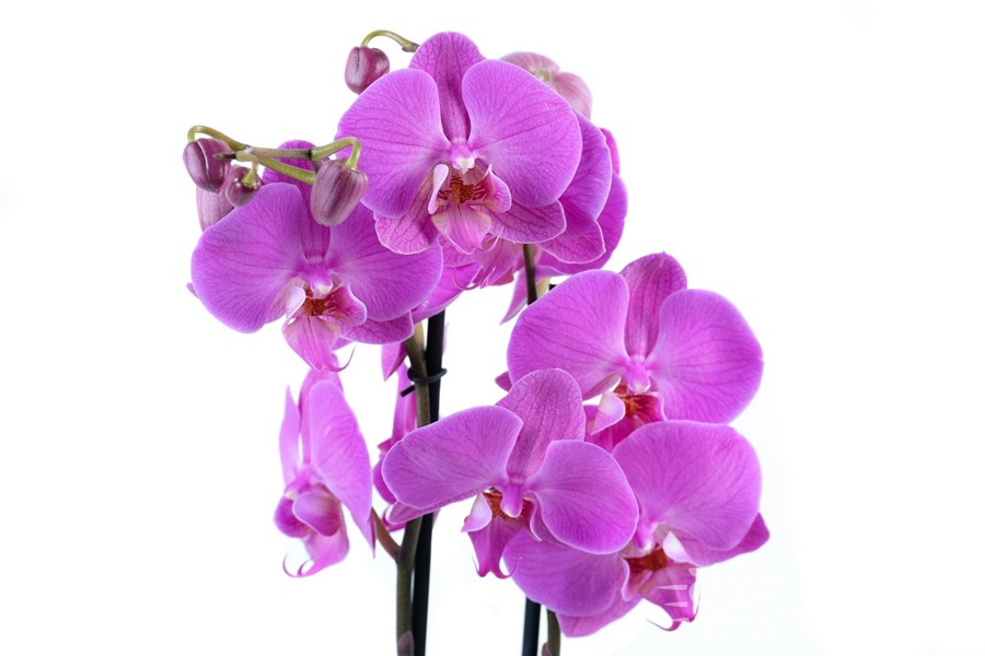 Орхидея в горшке Орхидея Фаленопсис светло-лиловая 2ст